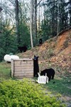 Black Bears in Gatlinburg